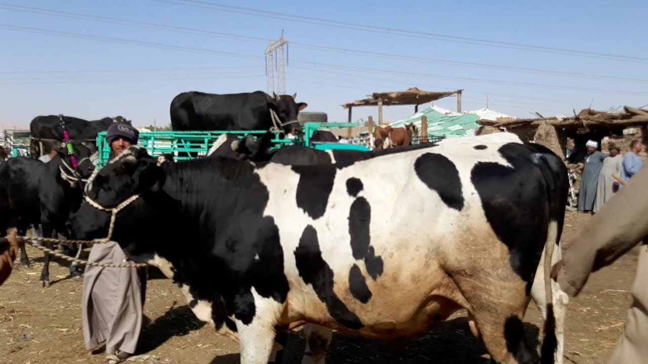 الزراعة