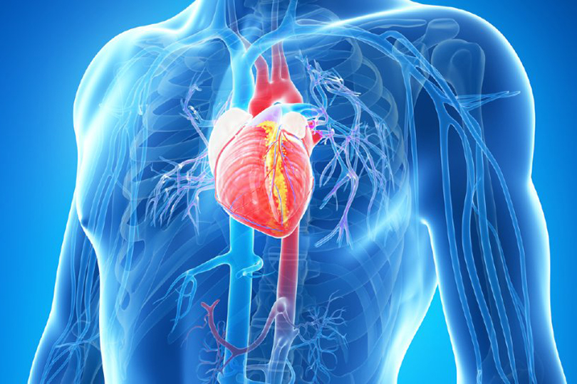 الفرق بين قلب المرأة والرجل