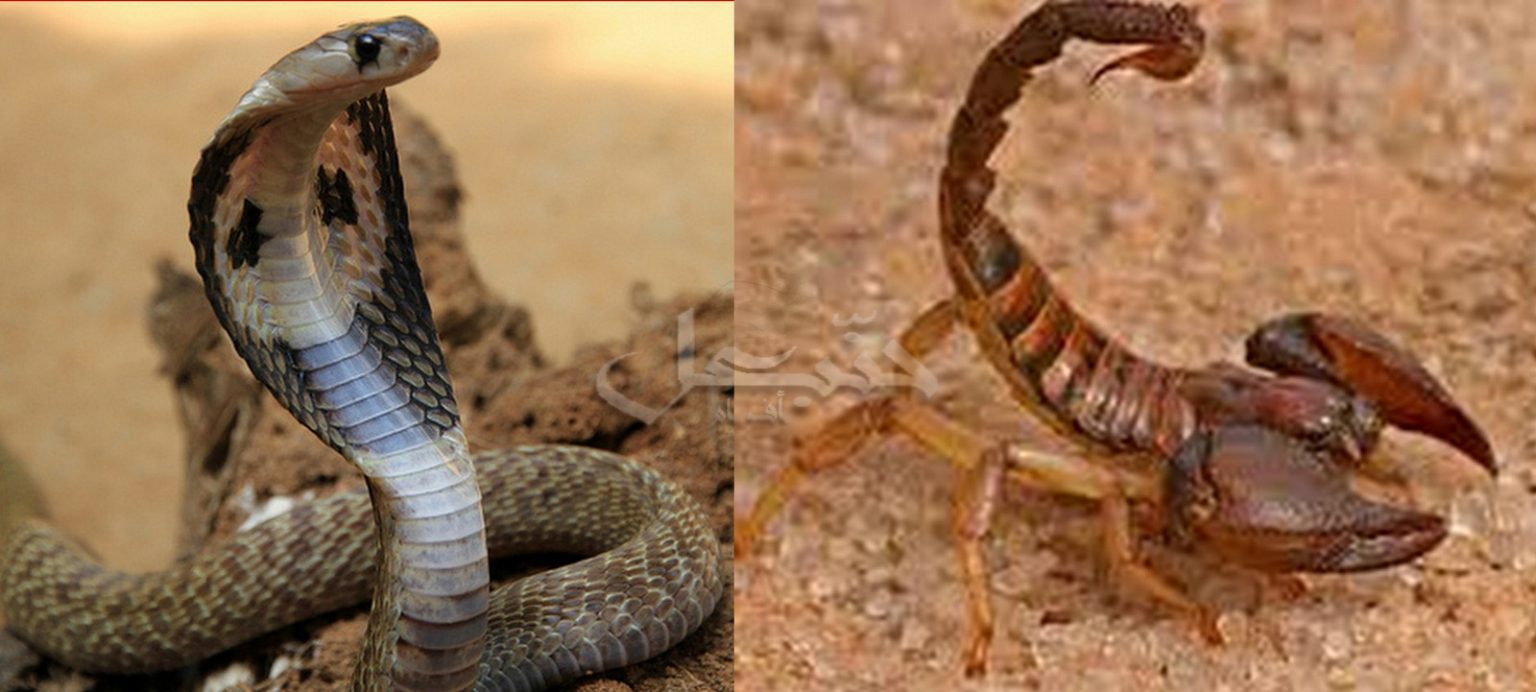 العقارب والثعابين