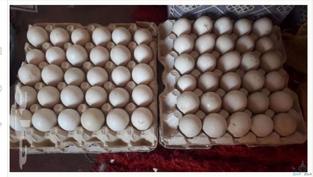 سعر البيض الآن في مصر