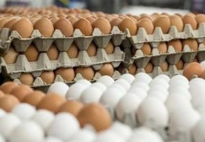 أسعار البيض اليوم