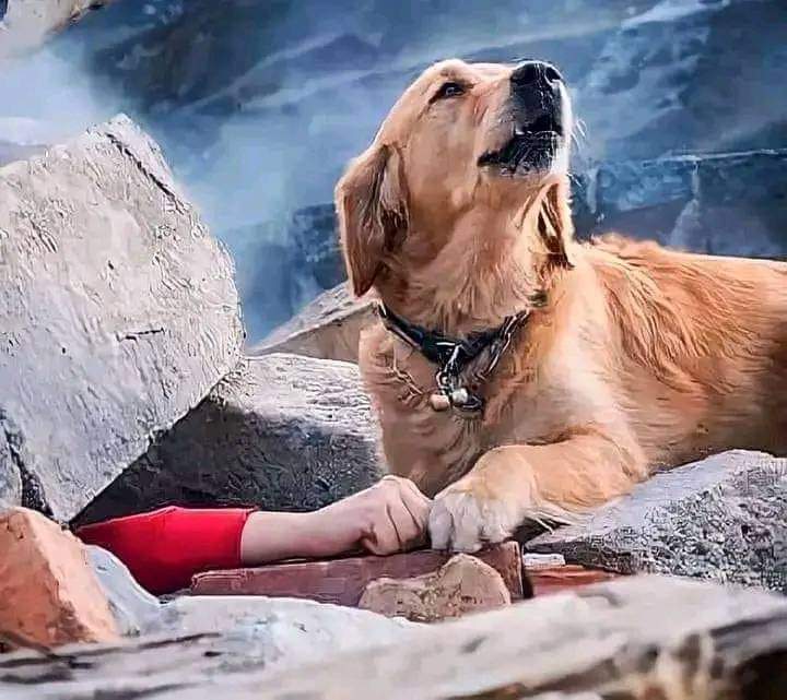 كلب زلزال تركيا