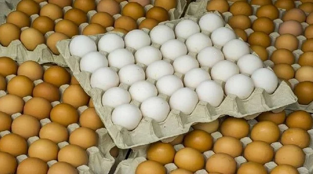 أسعار البيض اليوم الخميس