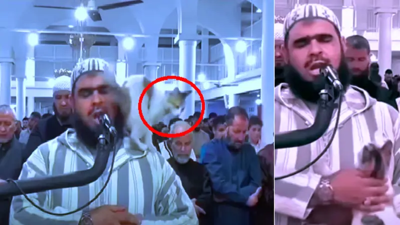 قطة تصعد على كتف إمام