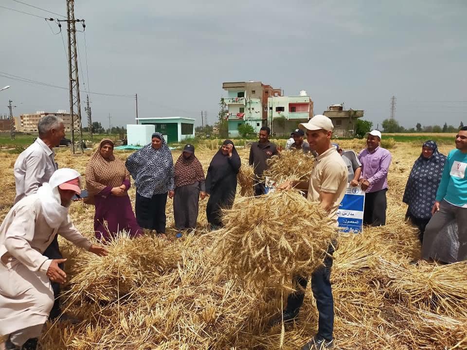 حصاد وتوريد القمح