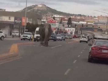 لقطات حية من فيديو الفيل الهارب في أحد الشوارع