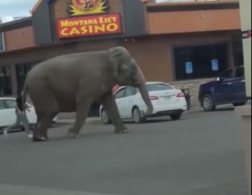 لقطات حية من فيديو الفيل الهارب في أحد الشوارع