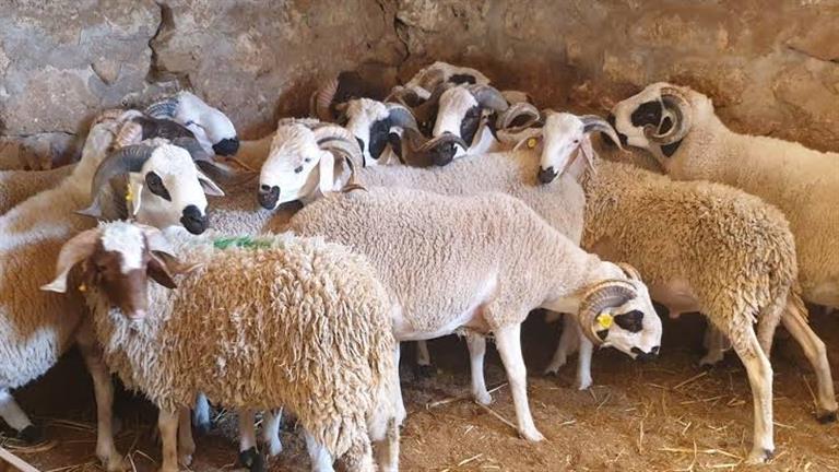خروف العيد