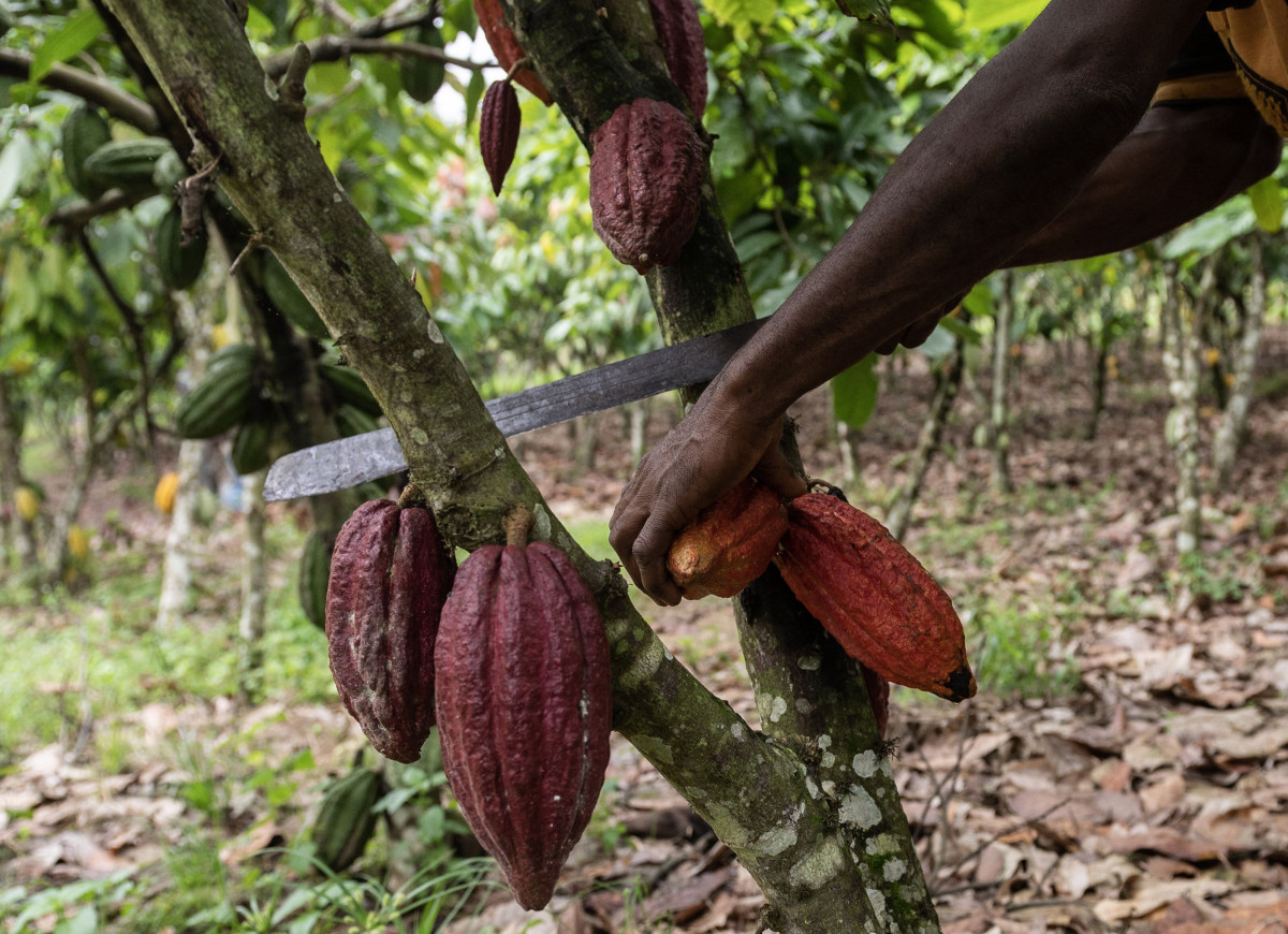 محصول الكاكاو العالمي في أفريقيا