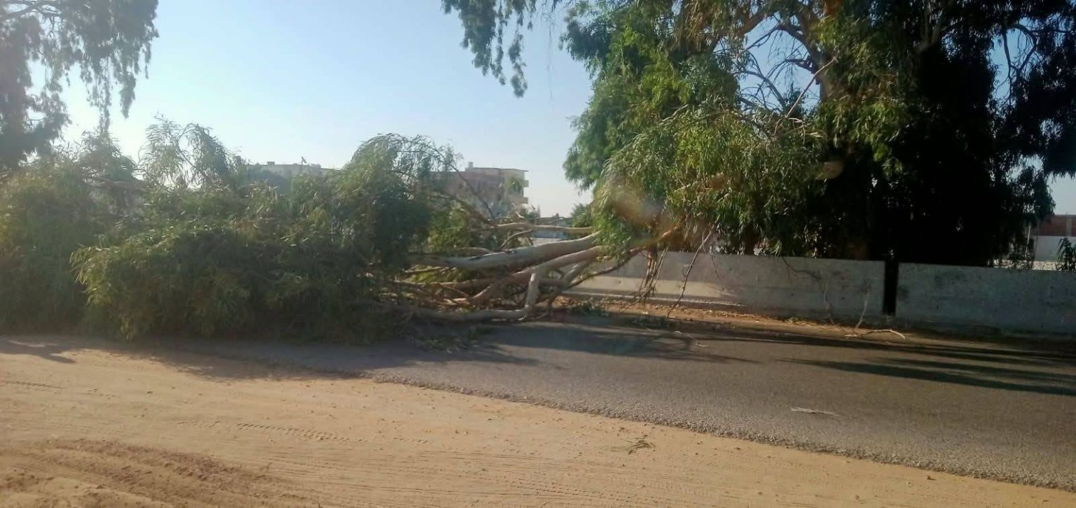سقوط شجرة
